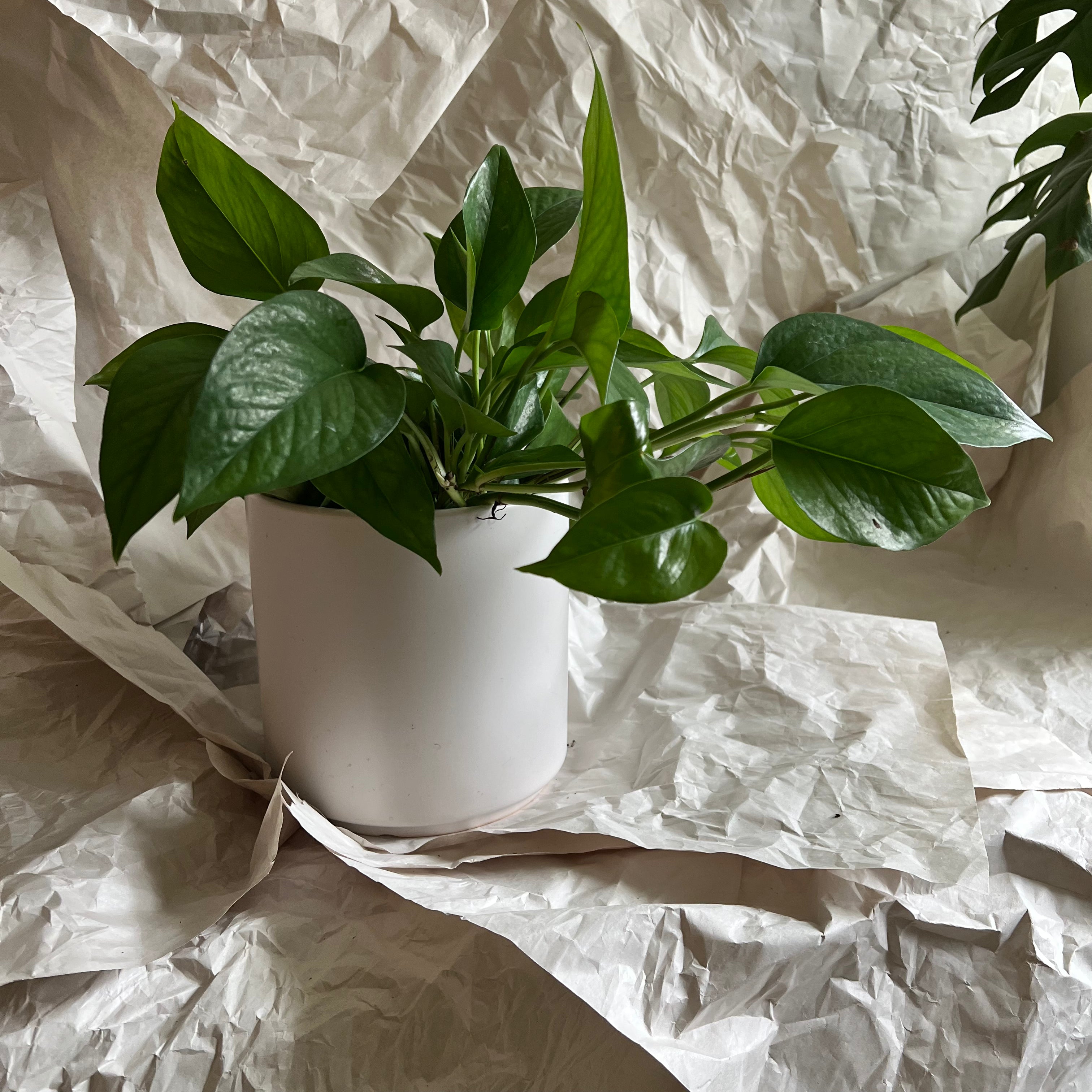 Monthly Plant Subscription Box - Fresh Indoor & Outdoor Plants Delivered to Your Door | Perfect for Home Decor, Office Greenery & Gift Giving