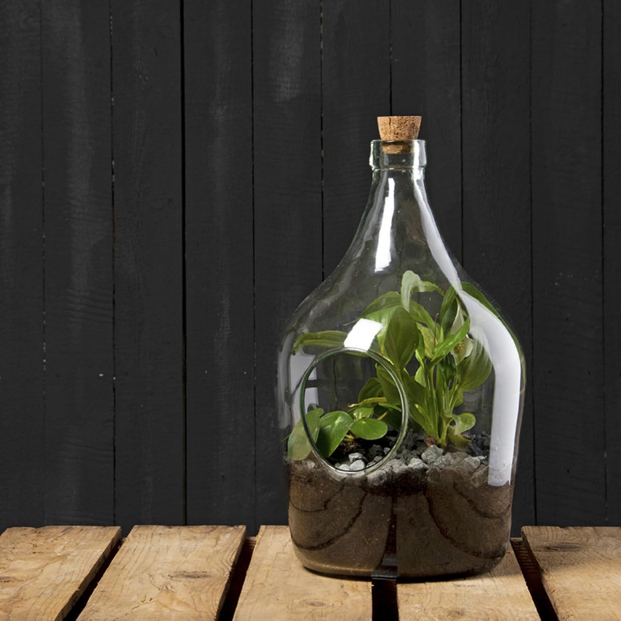 Eschert Design - 3 Liter DIY Glass Plant Terrarium Kit for Succulents, Air Plants & Home Decor | Perfect for Indoor Gardening, Office Desk & Gift Ideas