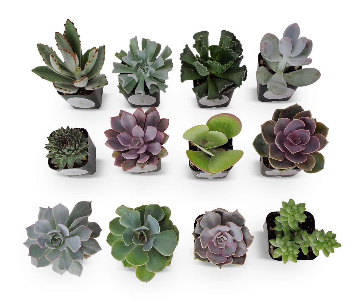 12 Pack Assorted Succulent Plants in 2 Inch Pots - Live Indoor Houseplants for Home Office Desk Decor, Wedding Centerpieces & Garden Landscaping