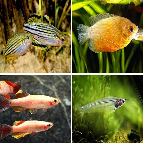 16 Live Freshwater Fish Bundle - Gourami, Minnow, Catfish, Tetra, Molly & Angelfish for Aquarium & Fish Tank | Perfect for Beginners & Aquatic Enthusiasts