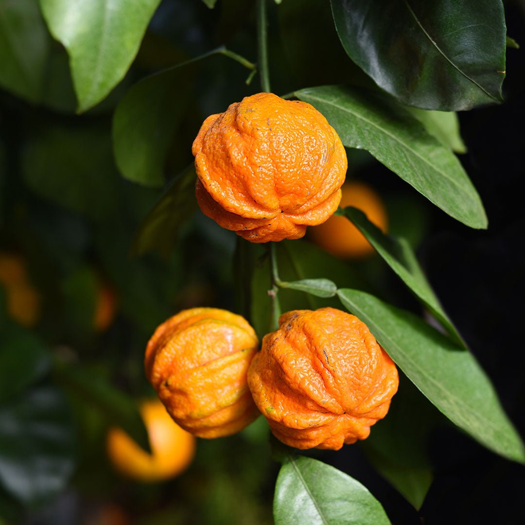 Organic Bitter Orange Peel Essential Oil (Citrus Aurantium) - 100% Pure, Cold Pressed for Aromatherapy, Skincare & Stress Relief - Perfect for Diffusers, Massage & DIY Beauty Products
