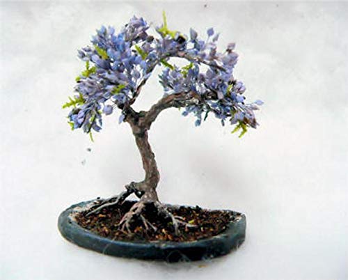 Blue Jacaranda Tree Seeds (20 Pack) - Premium Bonsai Specimen - Exotic Flowering Bonsai Tree - Fast Growing Blooming Tree for Home Garden, Patio & Landscaping