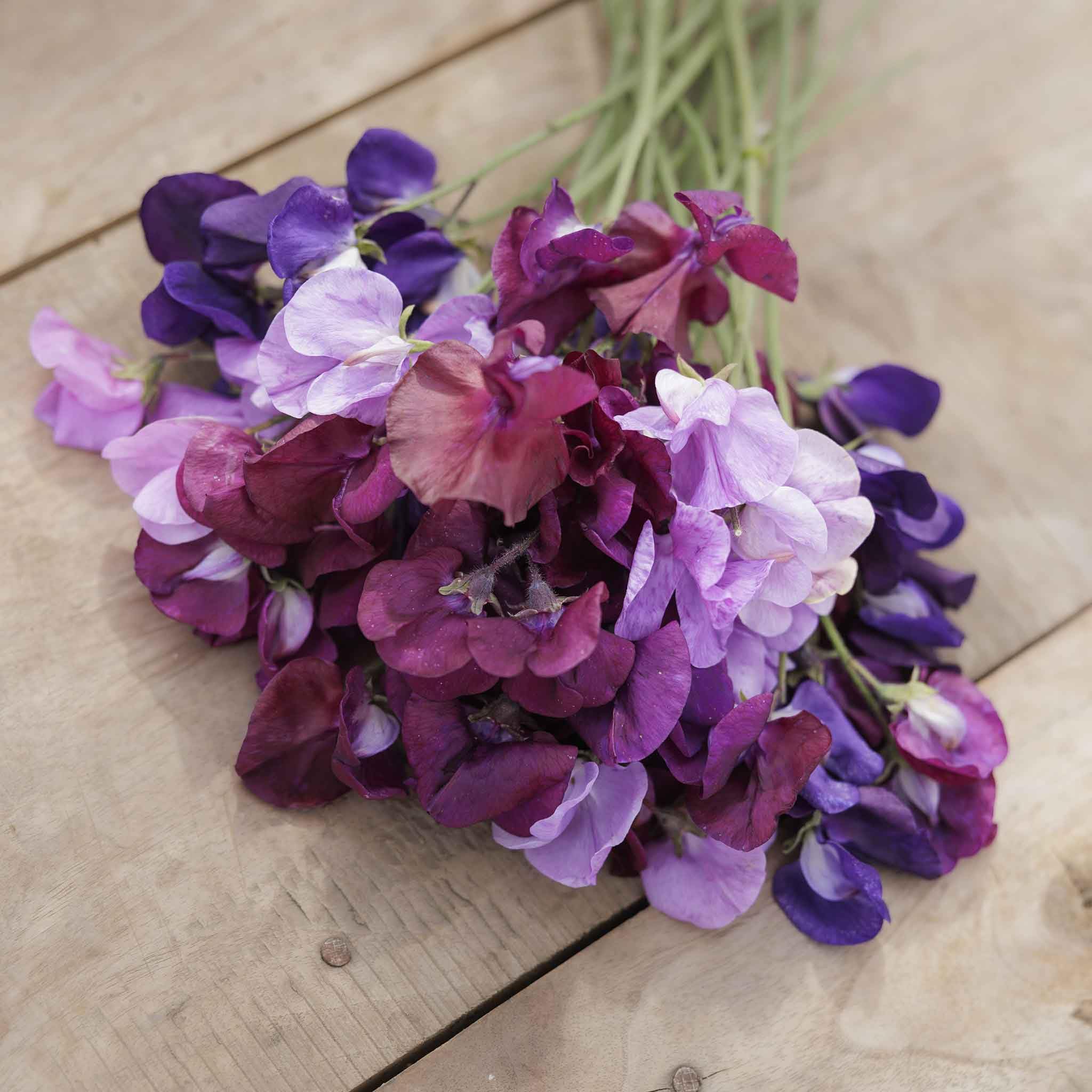 Eden Brothers Sweet Pea Seeds - Burgundy Mix Non-GMO Flower Seeds for Planting, 1/4 Pound | Low-Maintenance, Easy to Grow, Perfect for Warm Season Planting in USDA Zones 3-9 | Ideal for Garden Borders, Trellises, and Cut Flower Arrangements
