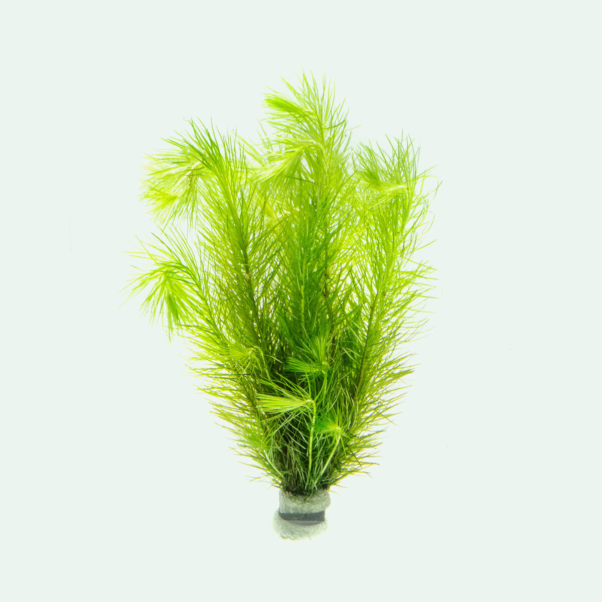 Eriocaulon Setaceum Aquatic Plant for Freshwater Aquariums - Perfect for Fish Tanks, Aquascaping & Water Gardens