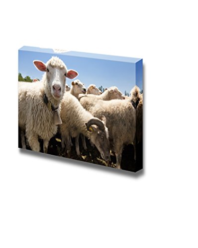 Livestock Farm