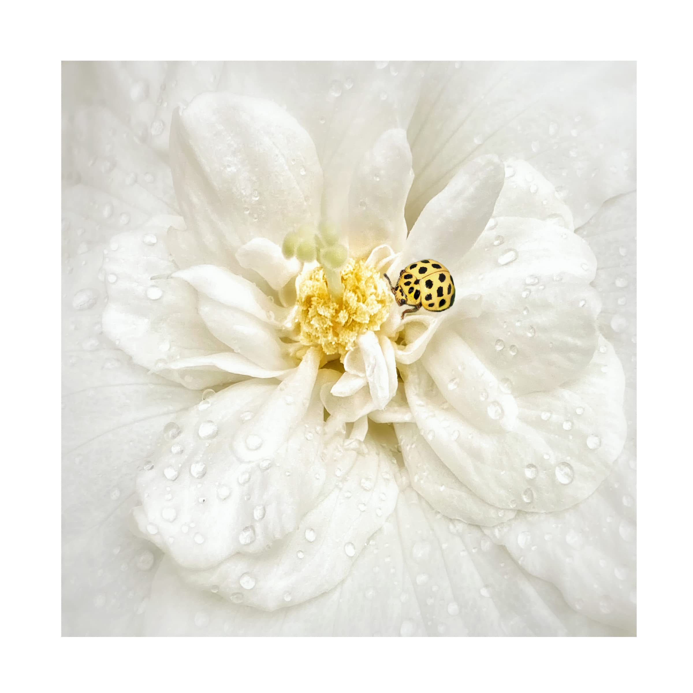 Trademark Fine Art 'Dewdrops Are The Gems Of Morning' Canvas Wall Art Print by Yvette Depaepe - Nature Photography Decor for Living Room, Bedroom & Office