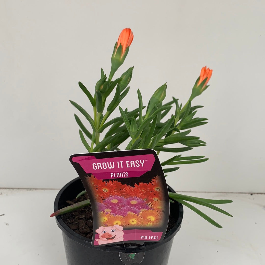 Orange Ice Plant (Mesembryanthemum) - Drought-Tolerant Ground Cover for Sunny Gardens, Rock Gardens & Coastal Landscaping