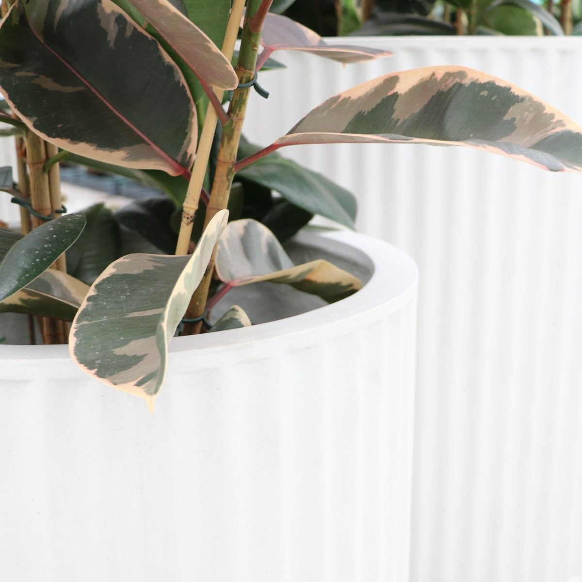 Piako Ribbed White Outdoor Planter - Medium Size Modern Garden Decor for Patio, Balcony & Backyard Landscaping