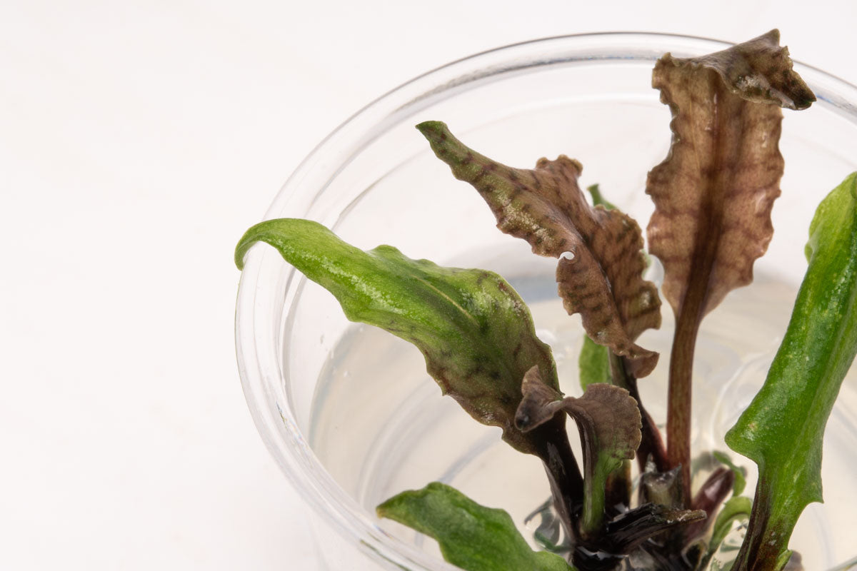 Cryptocoryne Schulzei Live Aquarium Plant - Easy Low Light Aquatic Plant for Fish Tanks, Aquascaping & Freshwater Aquariums