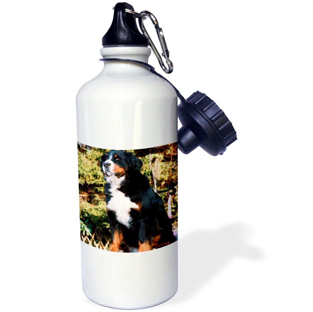 3D Rose Bernese Mountain Dog Sports Water Bottle - 21 oz Insulated Stainless Steel Bottle for Hiking, Gym & Outdoor Activities - BPA Free, Leak Proof, White