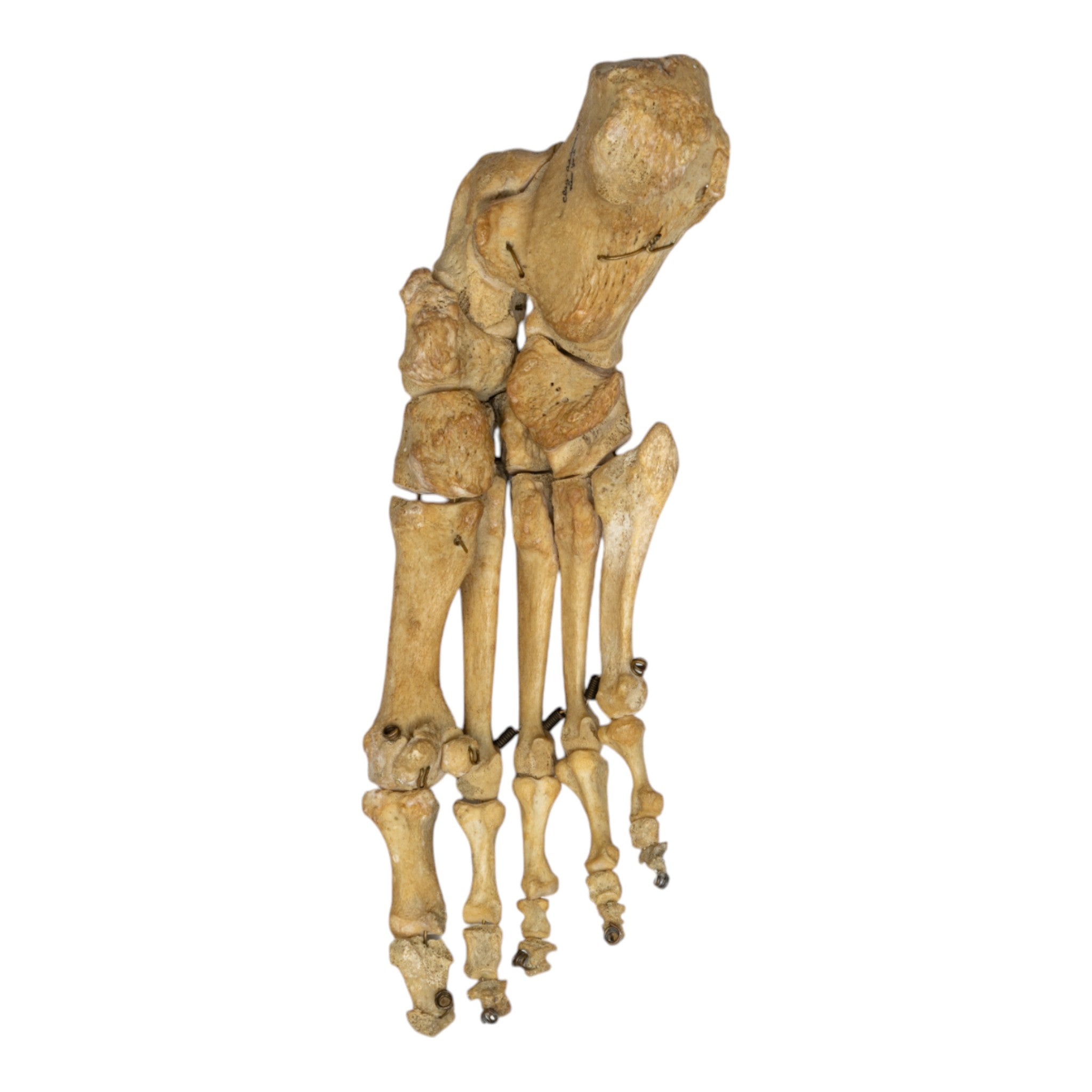 Real Human Right Foot Articulated Skeleton Model - Anatomically Accurate for Medical Study, Halloween Decor & Science Education