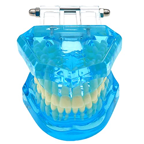 Standard Typodont Tooth Model for Dental Teaching & Training - M7001 (1Pc) | Ideal for Dental Schools, Clinics & Practice Demonstrations