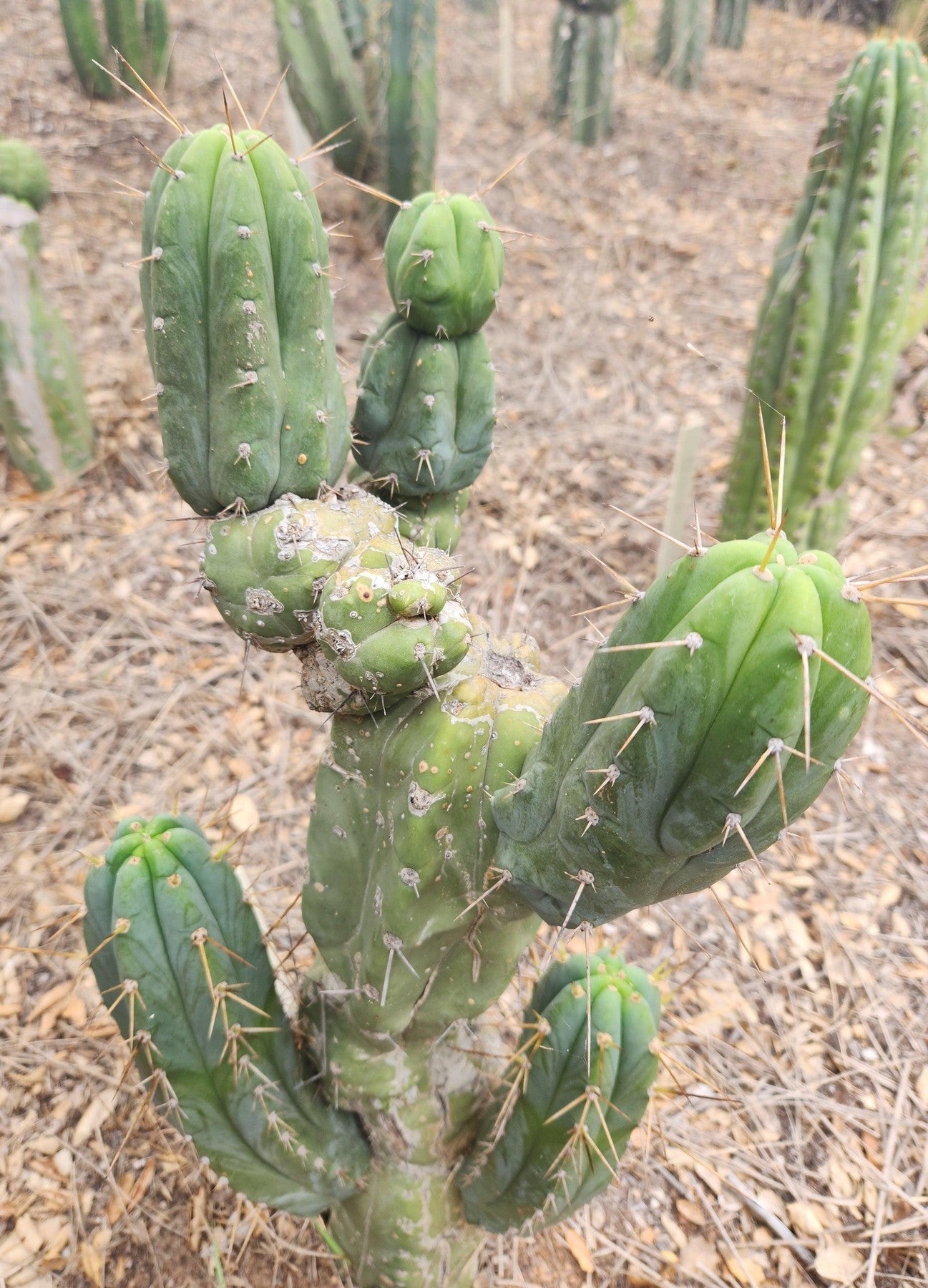 BBG Amazonas Trichocereus Cactus Cutting 7-8 Inch - Rare Succulent Plant for Home Decor, Garden & Desert Landscaping
