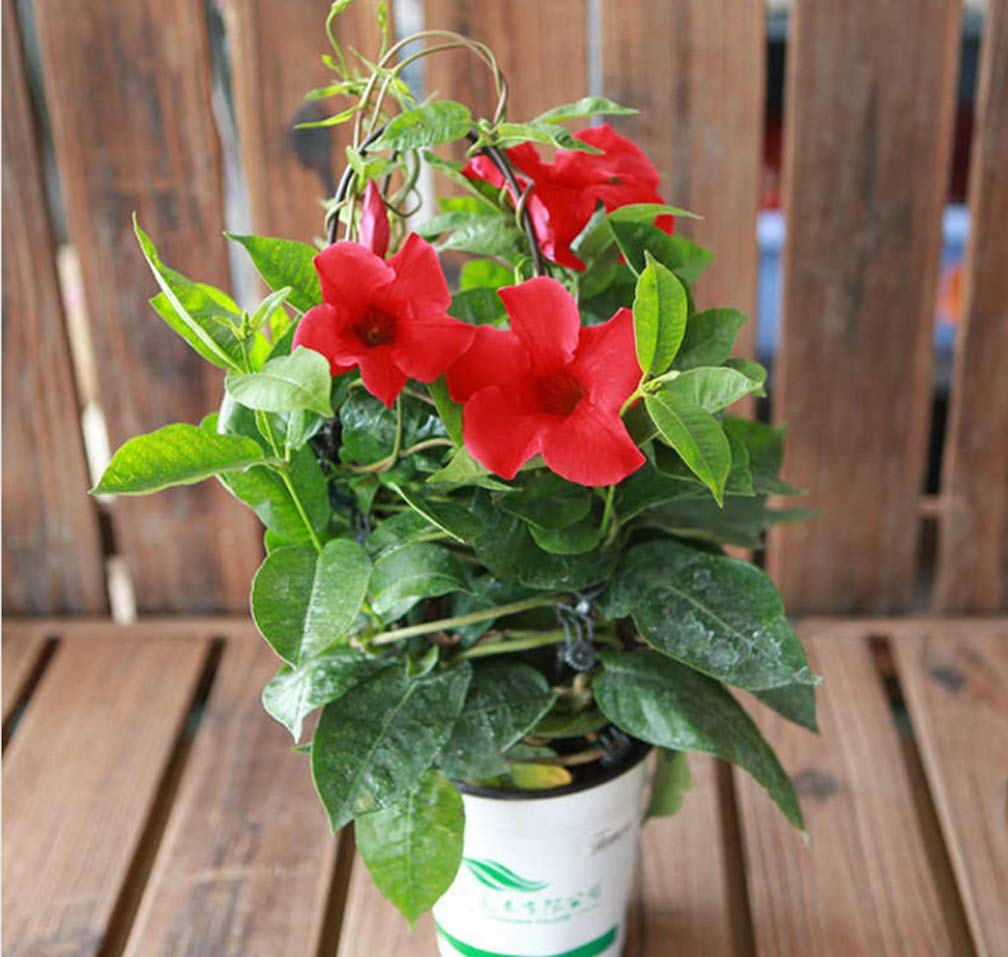 100pcs Hibiscus Seeds - Climbing Perennial Flowering Plants for Indoor/Outdoor Garden | Home Decoration & Landscaping | Perfect for Balconies, Fences, and Trellises