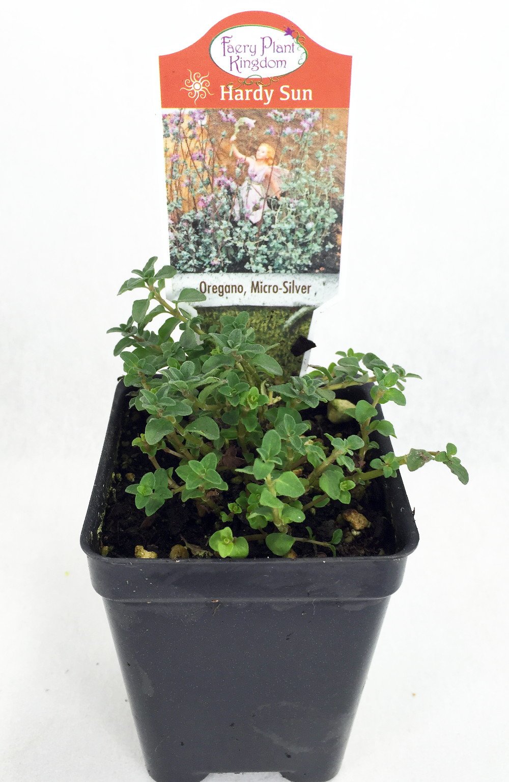 Micro Silver Oregano Plant - Edible Herb for Cooking - 2.5