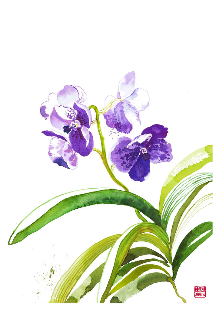 Vanda Sansai Orchid - Exotic Live Orchid Plant for Home & Office Decor, Perfect for Gifts, Weddings & Special Occasions
