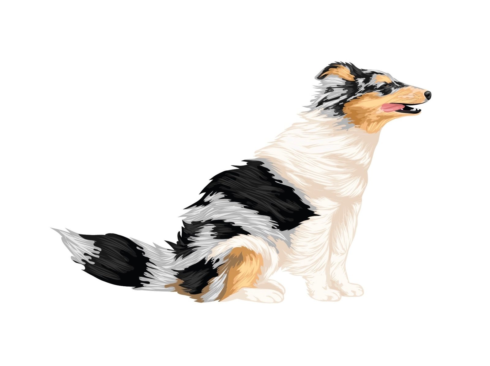 Shetland Sheepdog Wall Decals - Waterproof Vinyl Stickers for Cars, Laptops, Windows - Perfect for Pet Lovers & Home Decor