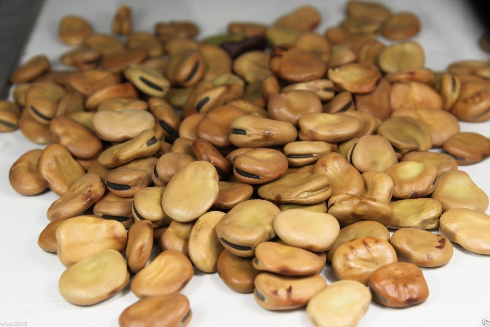50 Windsor Broad Bean Seeds (Vicia Faba) - Fava Bean Seeds for Planting | Hardy & Reliable Heirloom Variety | Perfect for Home Gardens, Urban Farming & Organic Vegetable Patches
