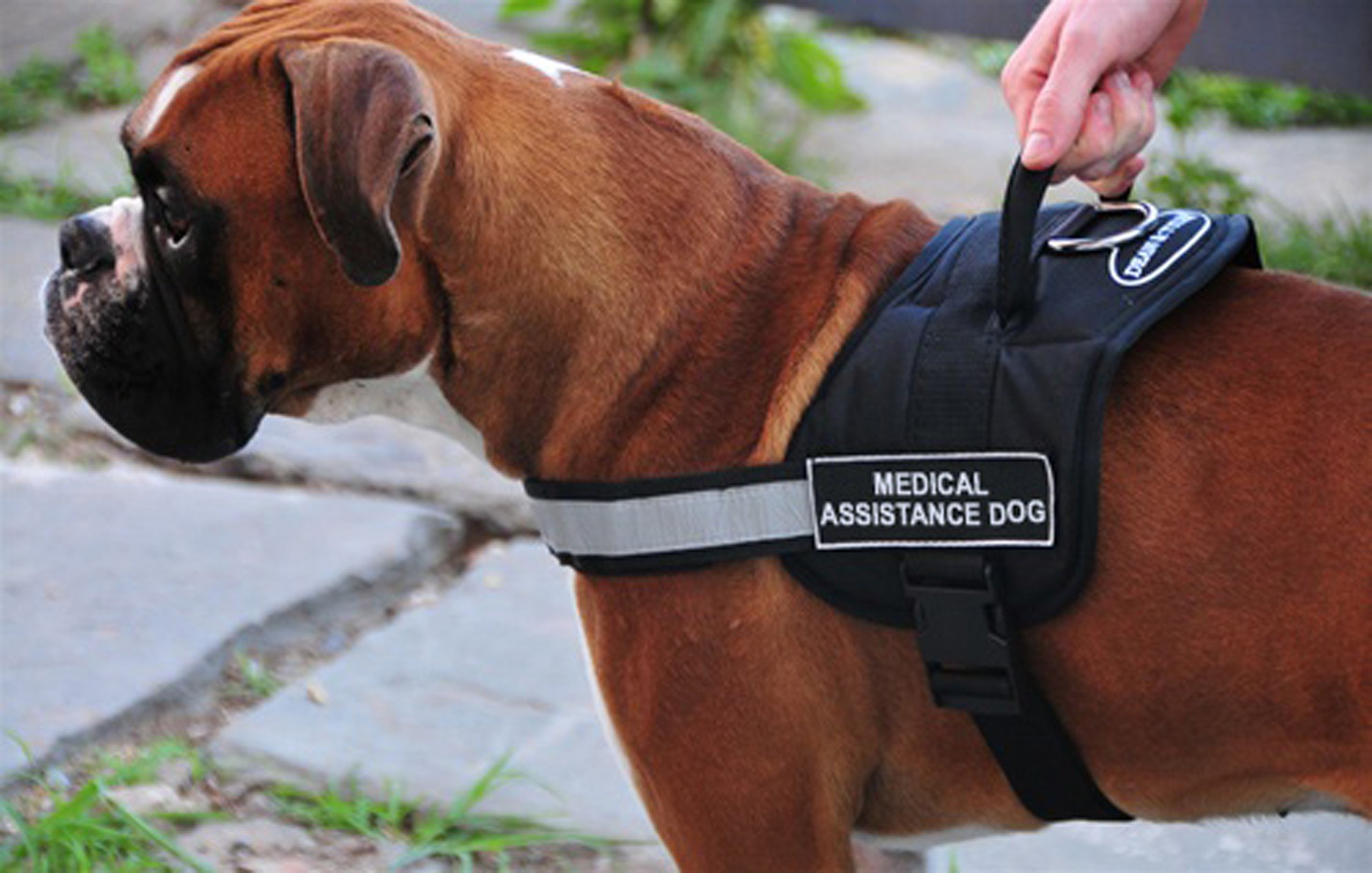 DT Works Adjustable Dog Harness for Medical Assistance - Black/White X-Small (Fits 21-26 Inch Girth) - Perfect for Service Dogs, Therapy Pets & Daily Walks