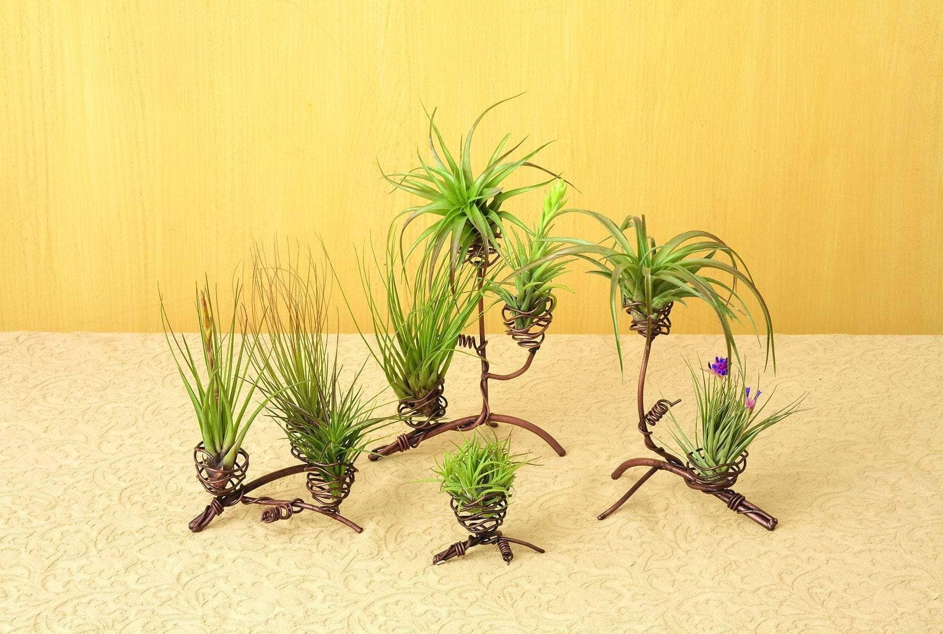 Triple Air Plant Holder - Modern Hanging Planter for Tillandsia - Perfect for Home, Office & Indoor Decor