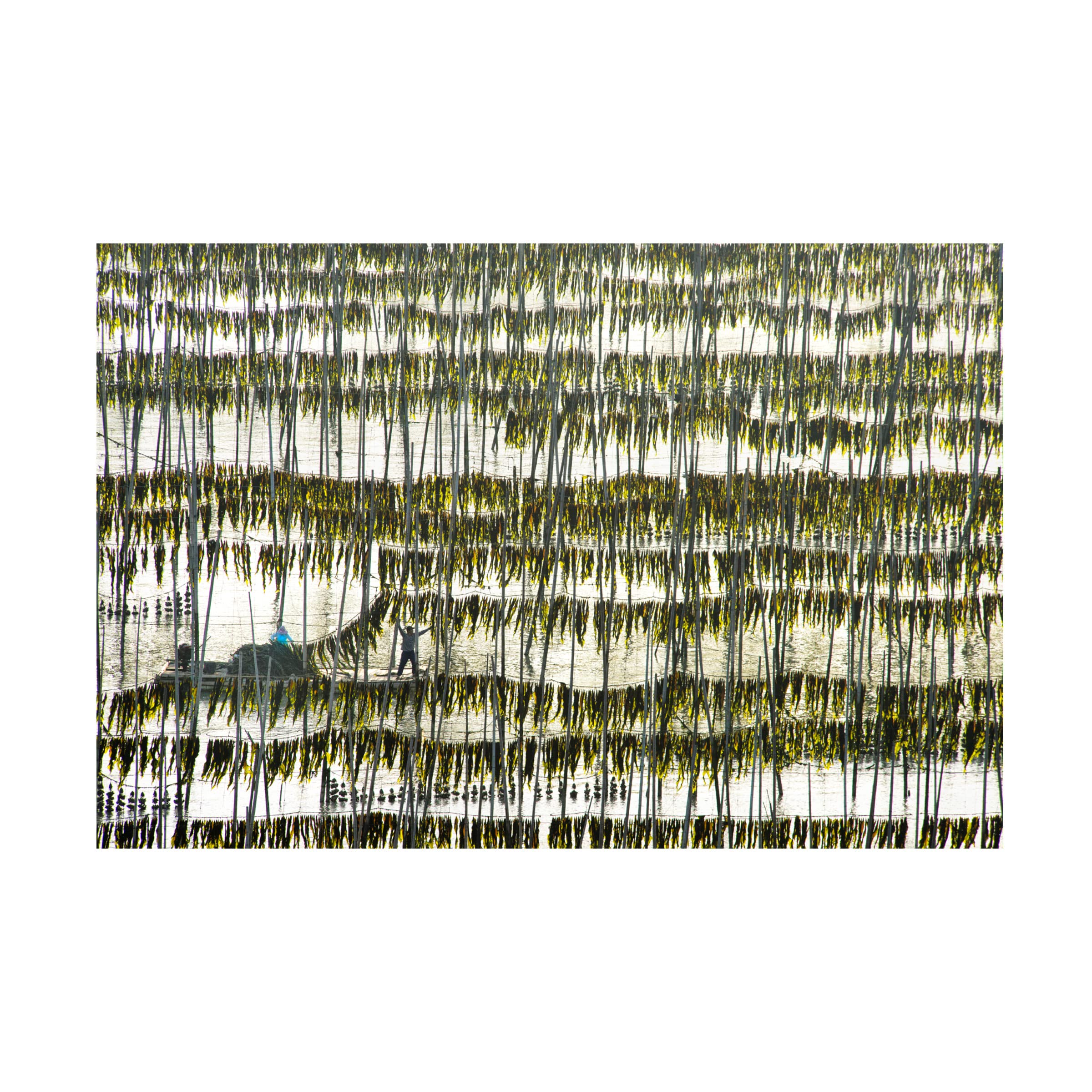 Trademark Fine Art 'Harvesting Kelp' Canvas Wall Art by Xinhua Zhou - Coastal Home Decor for Living Room, Bedroom & Office