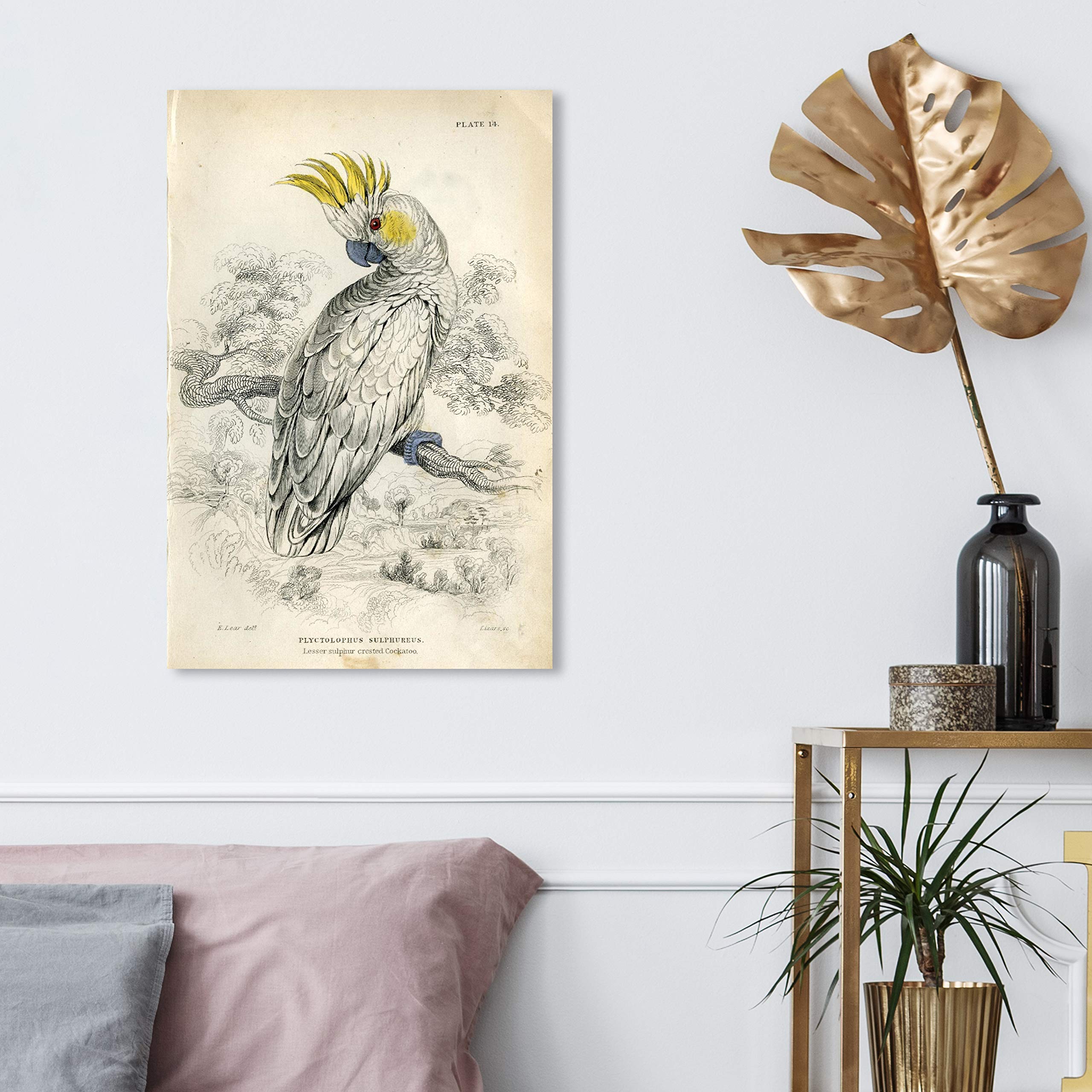 Oliver Gal Artist Co. 'Sulphur Cockatoo' Animal Wall Art Canvas Print - 16x24 Inches, White & Gray Home Decor - Perfect for Living Room, Bedroom, or Office Wall Decor
