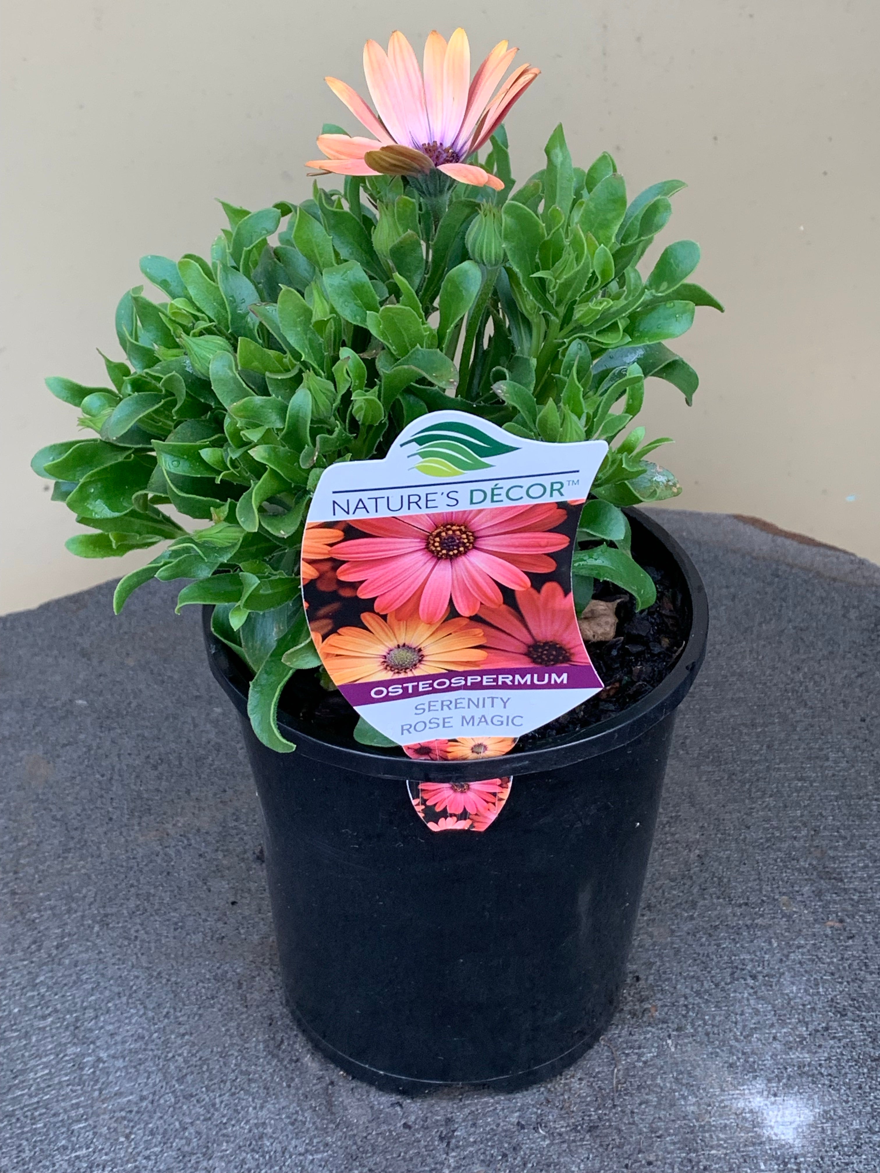 Osteospermum 'Serenity Rose Magic' African Daisy Flower Seeds - Beautiful Perennial Garden Flowers for Landscaping, Borders & Containers