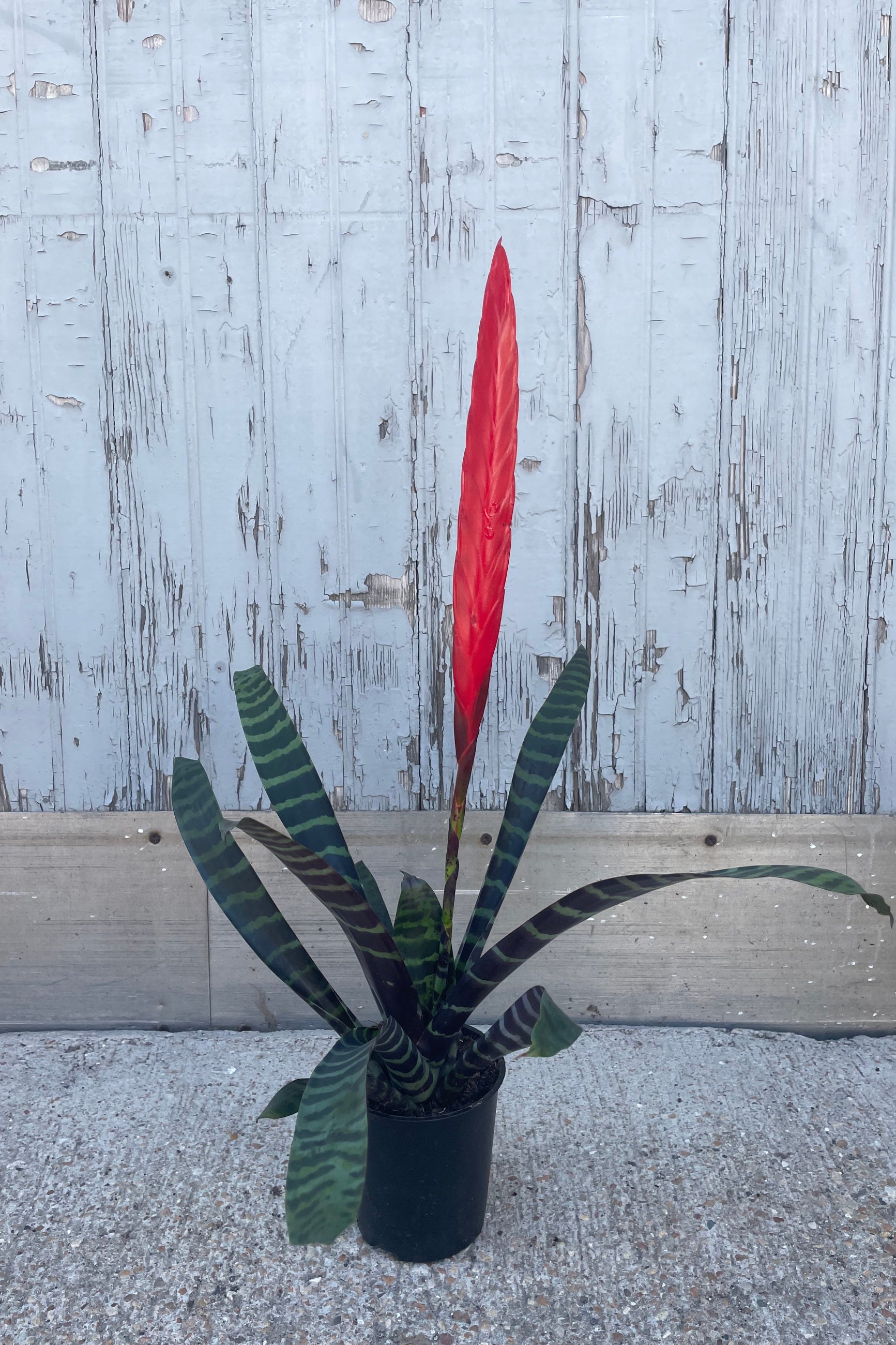 Bromeliad Plant - 5 Pack Live Air Plants for Home & Office Decor - Perfect for Terrariums, Wall Displays, and Indoor Greenery