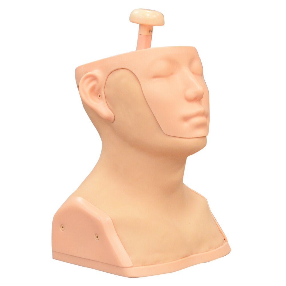 Professional Head and Neck Palpation Trainer - Medical Training Model for Physical Therapy & Chiropractic Practice - Perfect for Anatomy Study & Clinical Skill Development