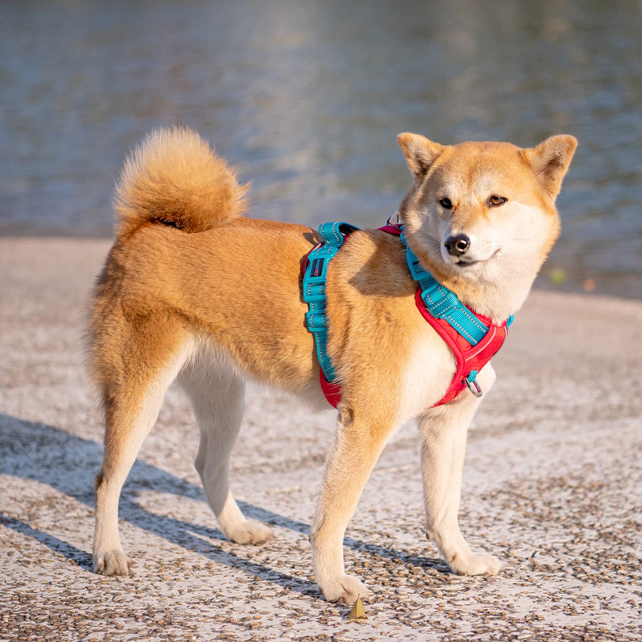 PHOEPET No Pull Dog Harness - Reflective Adjustable Dog Vest with Soft Training Handle & Metal Clips for Small, Medium, Large Dogs (Red Base & Teal Straps, Large) - Perfect for Walking, Running, and Outdoor Adventures