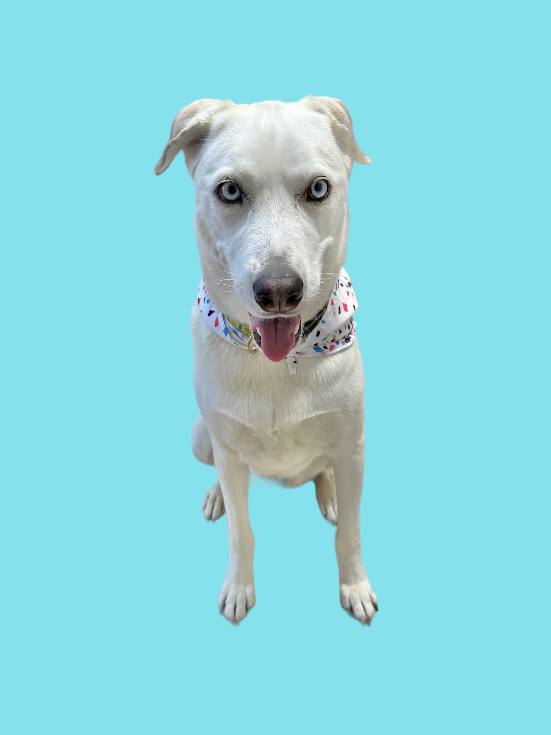 Dog Birthday Bandana for Birthday Boy - Cute Pet Bandana for Birthday Parties & Celebrations