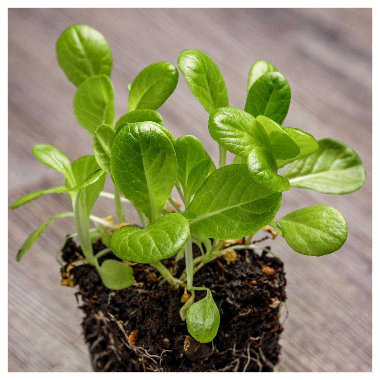 Organic Little Gem Butterhead Lettuce Seeds - 1/4 Lb Non-GMO Heirloom Variety by Everwilde Farms - Gold Vault Packaging - Perfect for Home Gardens, Hydroponics & Fresh Salads