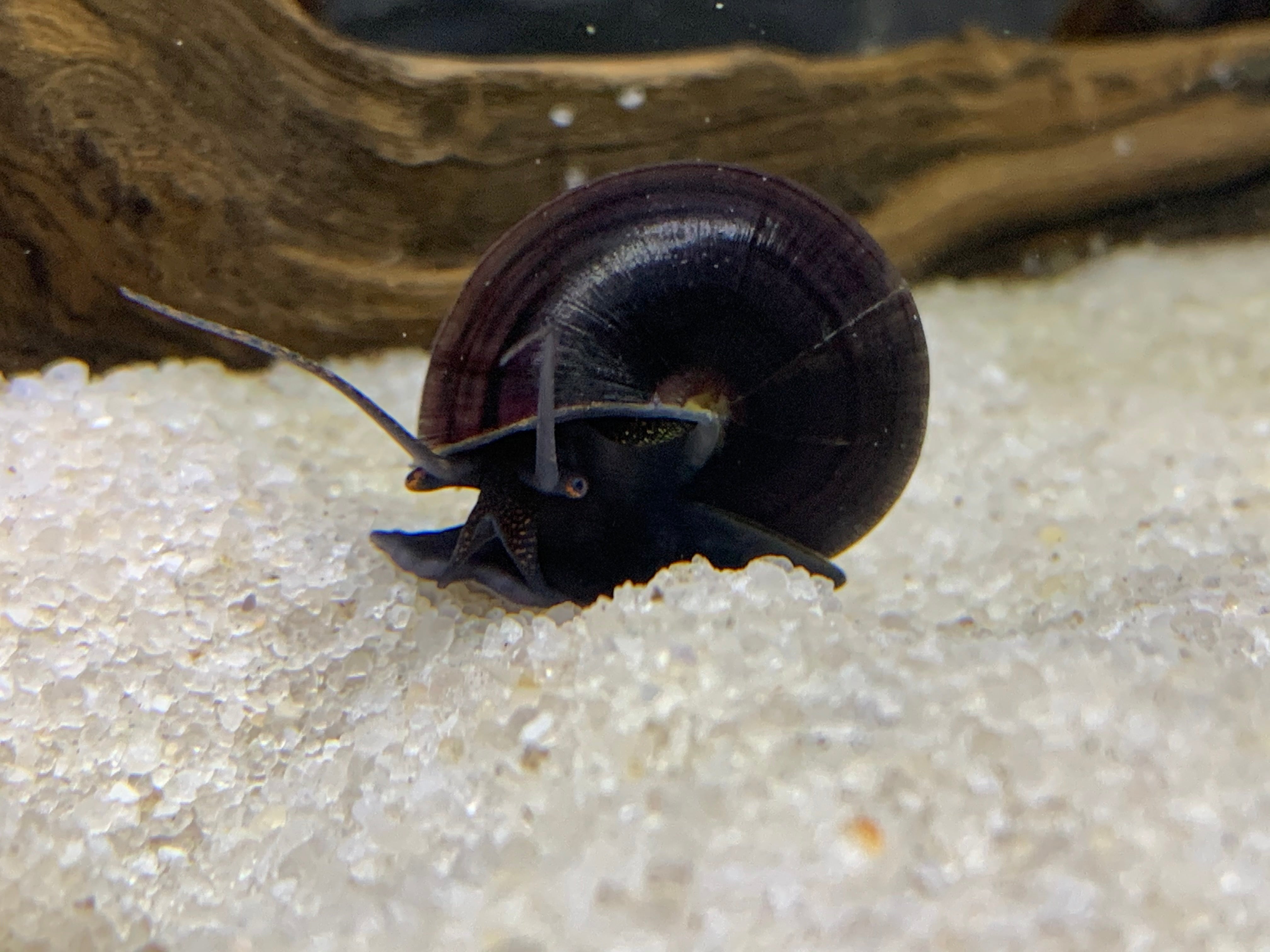 Live Mystery Snails Combo Pack - Freshwater Aquarium Snails for Planted Tanks, Algae Control | Perfect for Fish Tanks, Shrimp Habitats & Aquatic Ecosystems