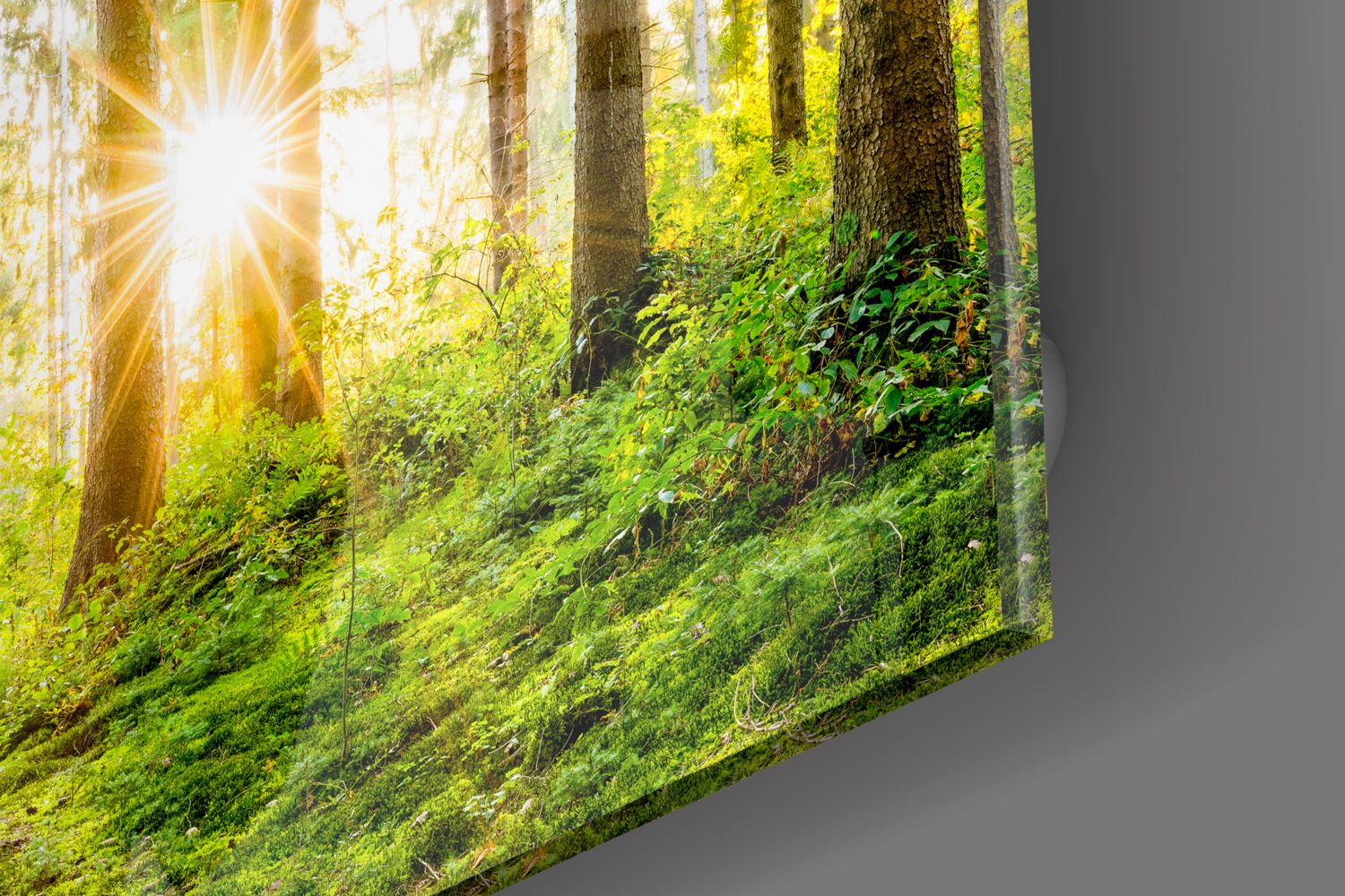 Stunning Forest Glass Print Wall Art - Nature Inspired Decor for Living Room, Bedroom & Office - Perfect for Home & Office Decor