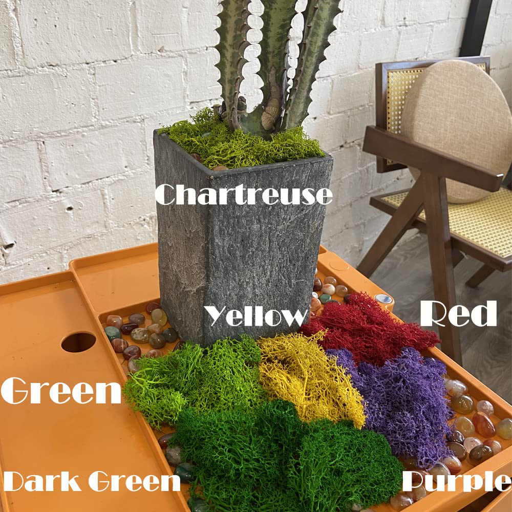 Preserved Reindeer Moss 3.5oz - Natural Fake Moss for Terrariums, Fairy Gardens, Potted Plants | DIY Wall Decor, Wedding Centerpieces & Floral Crafts | Perfect for Home Decor and Creative Projects (Chartreuse Green)