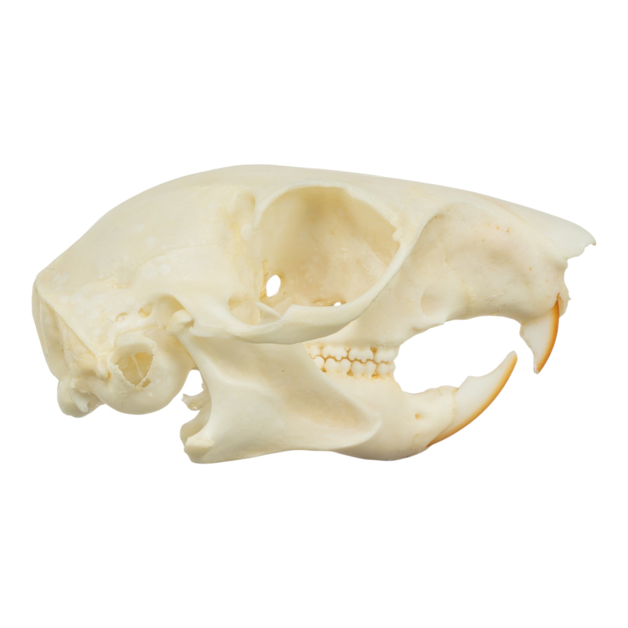 Realistic Squirrel Skull Replica - Detailed Animal Bone Specimen for Halloween Decor, Taxidermy Display & Science Education - Perfect for Gothic Home Decor, Biology Classrooms & Oddity Collections
