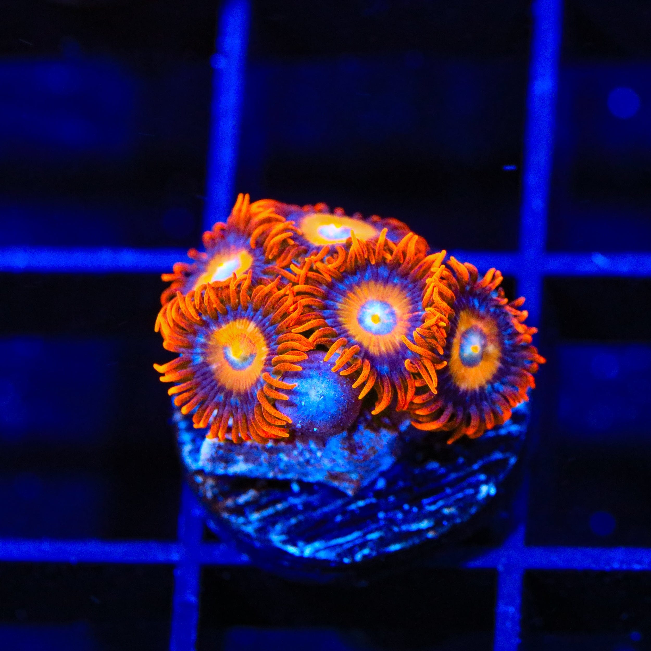 Premium ECC Shatterfield Zoanthids Coral for Saltwater Aquariums - Vibrant Live Coral for Reef Tanks & Marine Displays