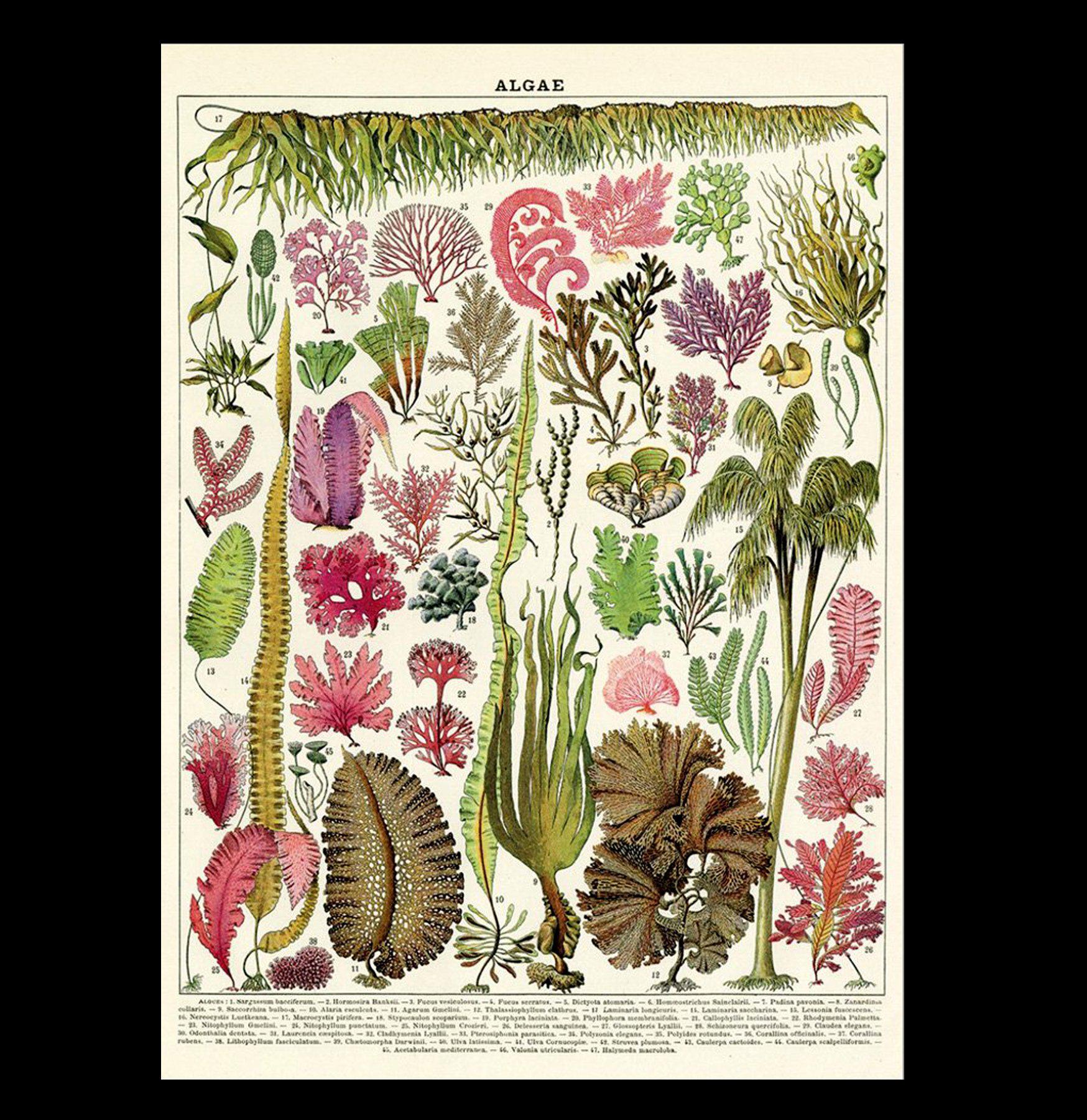 Premium Algae Poster Wrap - Eco-Friendly Wall Decor for Home & Office - Perfect for Posters, Art Prints & Photos
