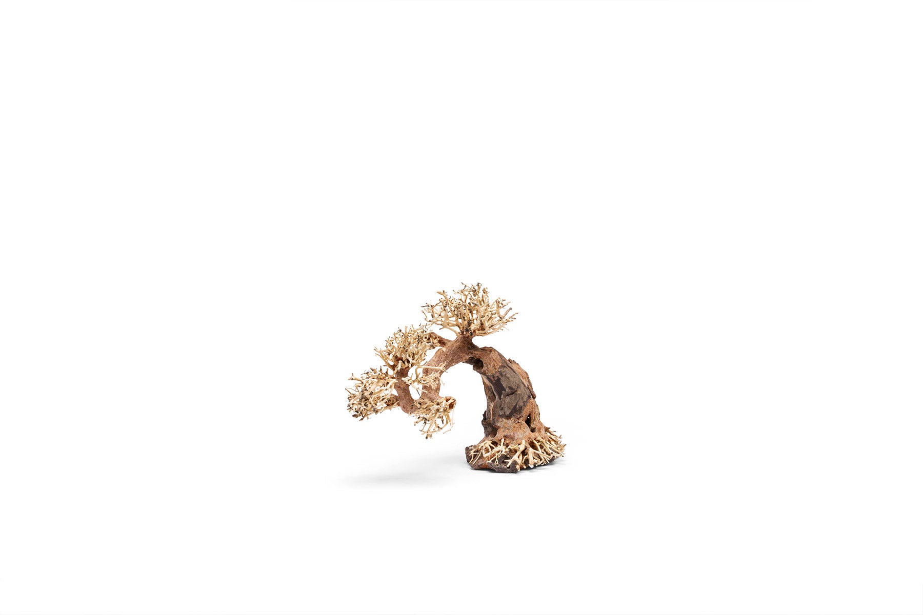 UNS Bonsai 006 - Premium Mini Bonsai Tree Kit for Home & Office Decor | Perfect for Zen Gardens, Desktop Decor, and Relaxation Gifts