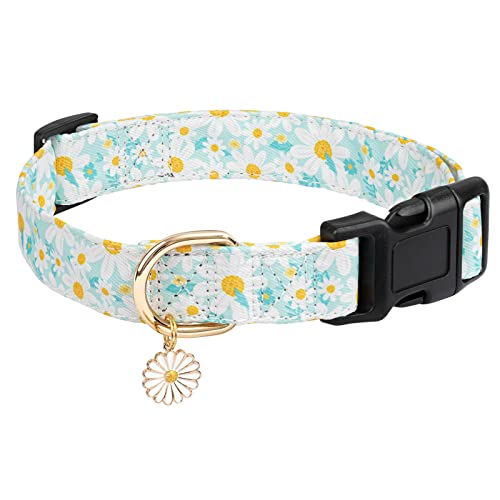 Cyan-Daisy
