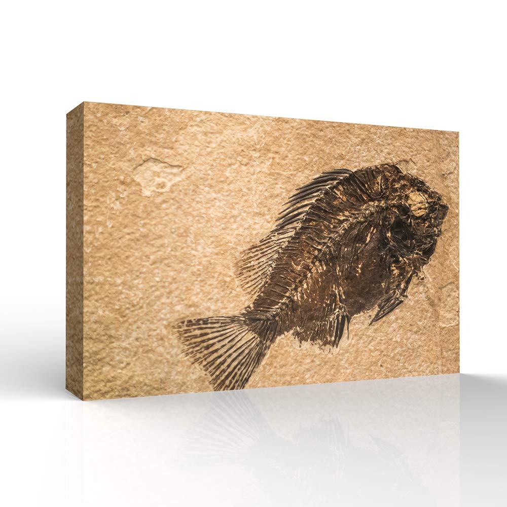 Vintage Animal Fish Fossil Canvas Wall Art - Stretched and Framed Ready to Hang 32x48 Inches - Modern Home Decor for Living Room, Bedroom & Office - Premium Quality Poster Prints by wall26