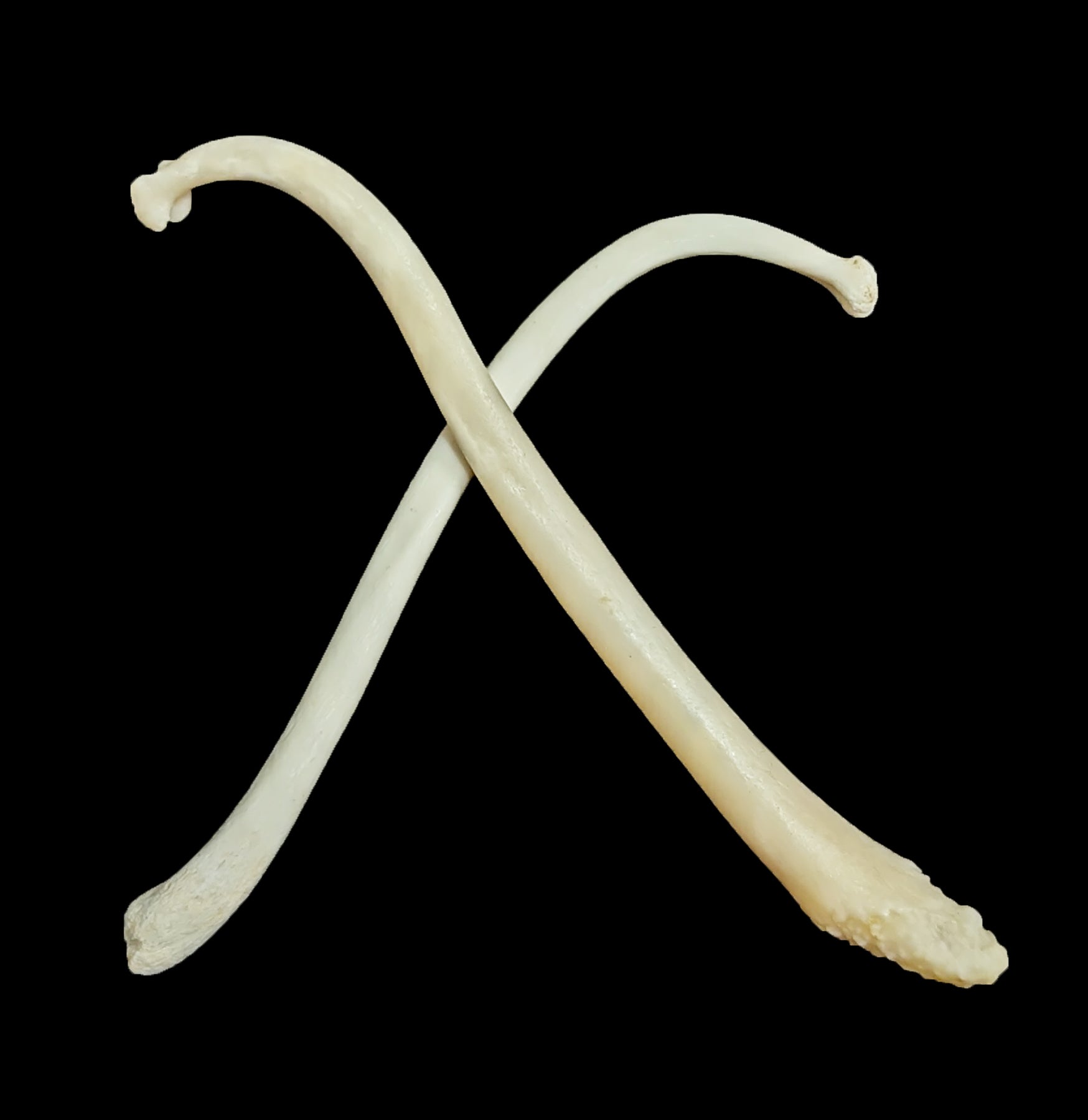 Raccoon Baculum Penis Bone - Genuine Animal Oddity for Collectors & Science Education - Perfect for Taxidermy, Curio Cabinets & Unique Gifts