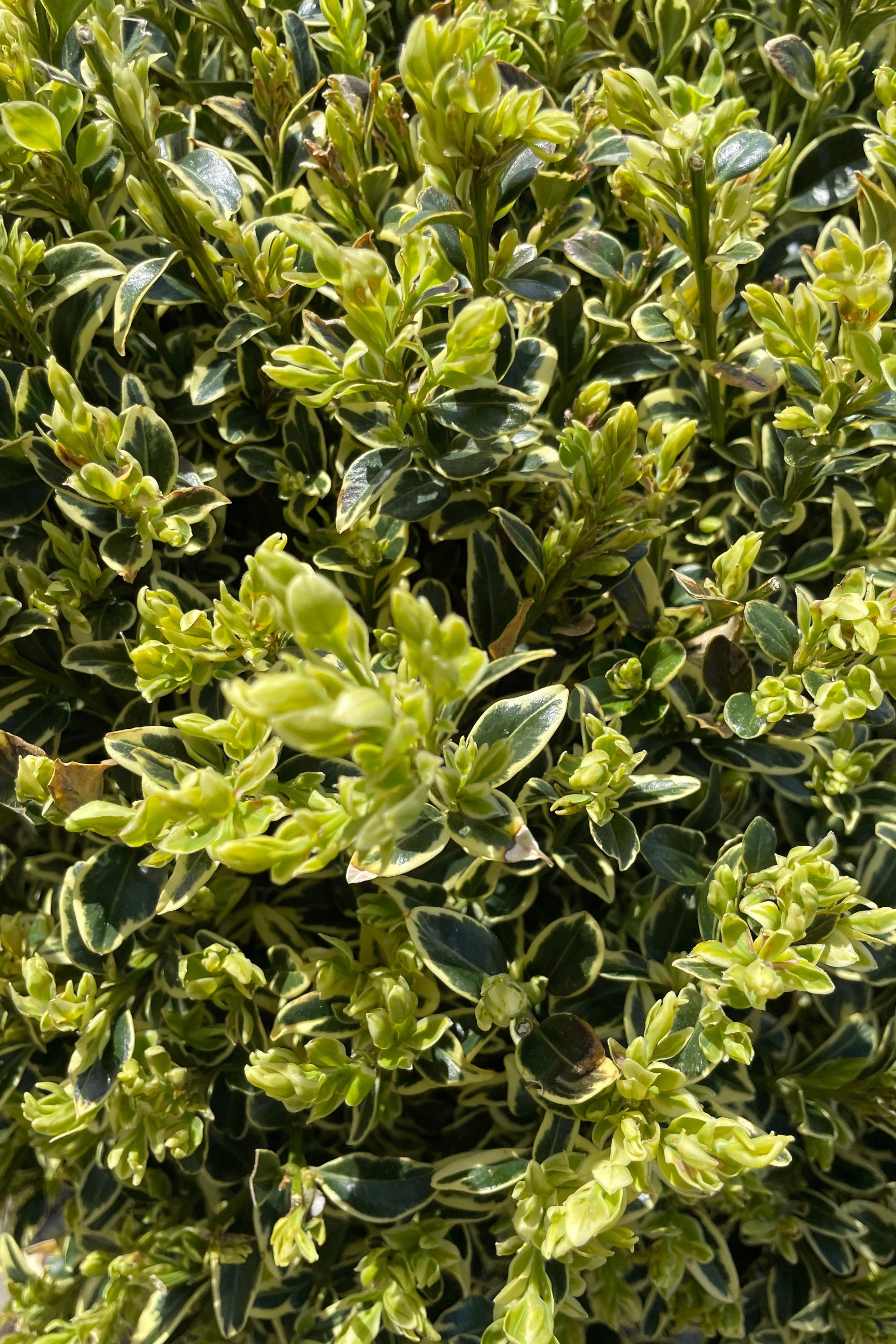 Variegated Boxwood (Buxus sempervirens 'Variegata') - #6 Container Size - Perfect for Landscaping, Hedges & Garden Borders