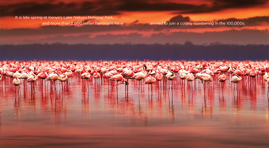 Flamingos Book ISBN 9781608184163 - Perfect for Bird Lovers, Nature Enthusiasts & Home Decor