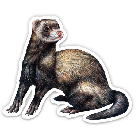 8'' Ferret Vinyl Sticker - Waterproof Decal for Car, Laptop, iPad, Phone, Notebook - Perfect for Personalizing Devices & Expressing Pet Love