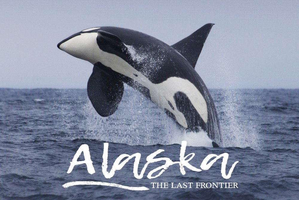 Lantern Press Alaska Orca Jumping Wall Art - 16x24 Wrapped Canvas Print, Killer Whale Painting for Living Room, Bedroom & Office Decor