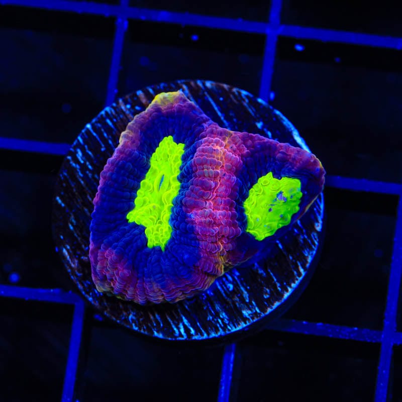 Dragon Soul Favia Coral for Saltwater Aquariums - Vibrant Marine Coral for Reef Tanks & Fish Tanks | Perfect for Aquascaping and Coral Propagation
