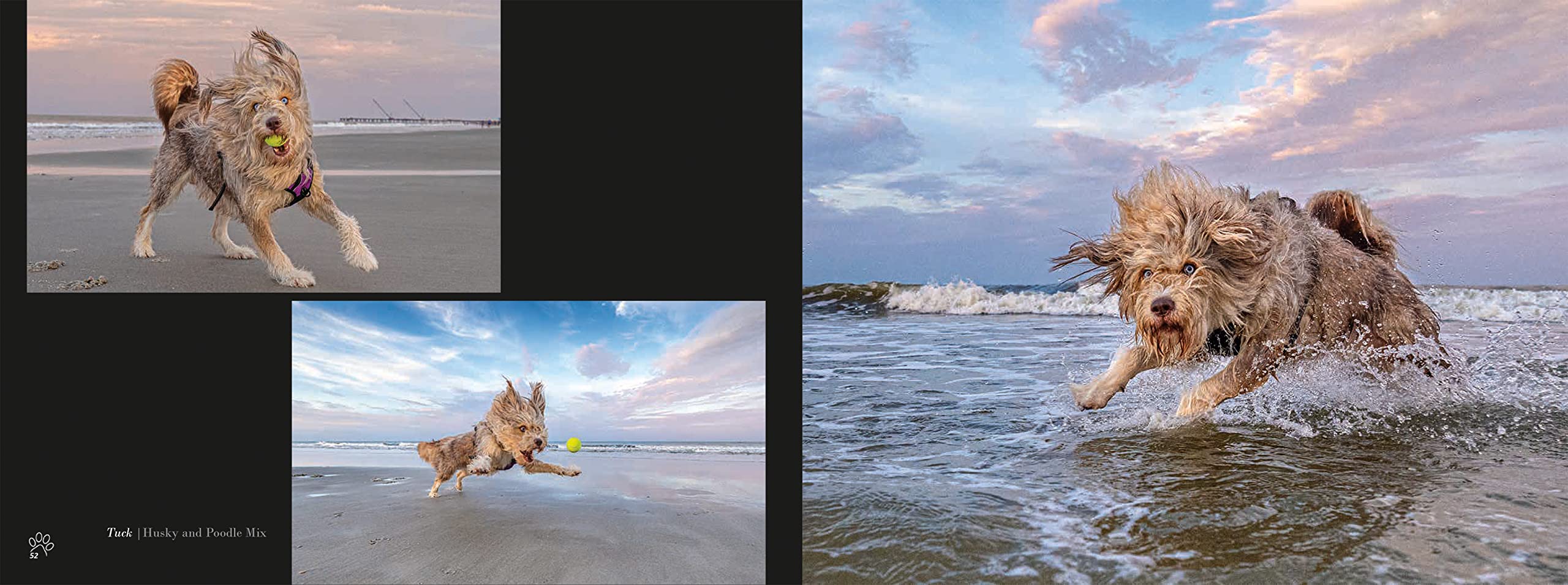 BEACH DOGS: Stunning Coffee Table Photography Book for Dog Lovers - Perfect Gift for Pet Owners & Beach Enthusiasts | Home Decor & Conversation Starter