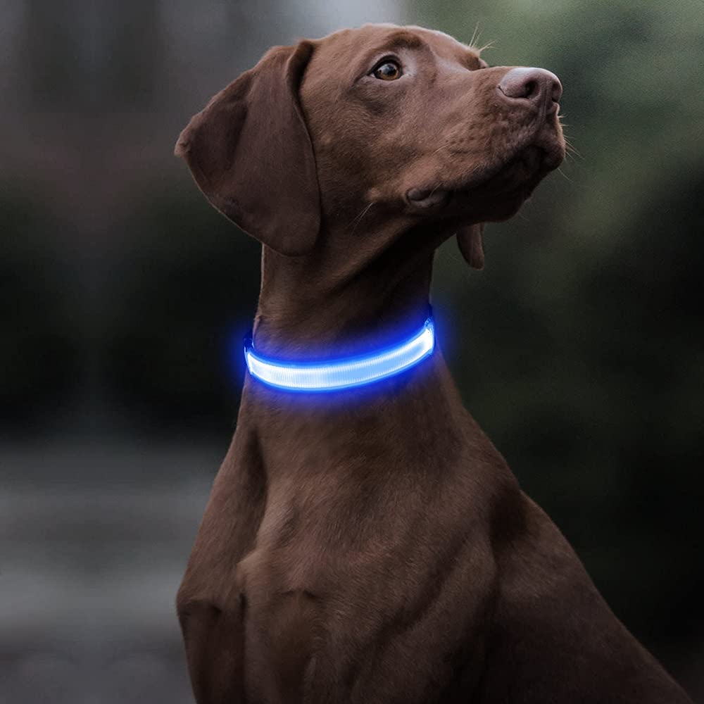 BSEEN Rechargeable LED Dog Collar - Waterproof Reflective Glow in The Dark Collar for Small Dogs, Night Safety Walking Gear with Bright Royal Blue Light - Perfect for Evening Walks, Jogging & Outdoor Adventures