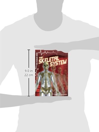 The Skeletal System: Anatomy, Functions & Structure of Human Bones | Study Guide for Biology Students & Medical Professionals